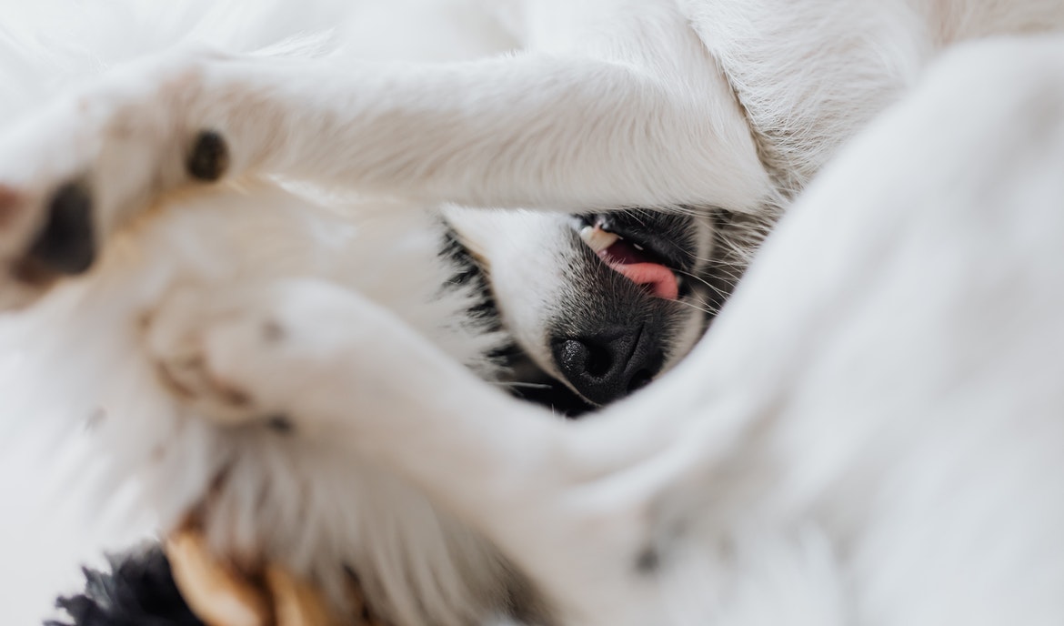 Hoste og kvælning hos hunde: Mulige årsager og tip